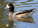 Chiloe Wigeon (WWT Slimbridge October 2011) - pic by Nigel Key